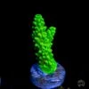 Green Slimer Acropora -Coral Shop Green Slimer Acropora