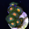 Green Bay Packer Zoanthids -Coral Shop Green Bay Packer Zoanthid