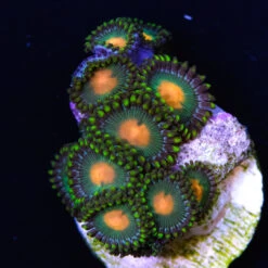 Green Bay Packer Zoanthids
