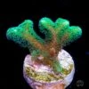 Green Birdsnest Coral -Coral Shop Green Birdsnest