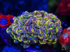 Holy Grail Branching Hammer 7 Holy Grail Branching Hammer -Coral Shop Holy Grail Branching Hammer 0798 MC sm fd6b8e5f b980 48fa ba4a 51669eebee8b