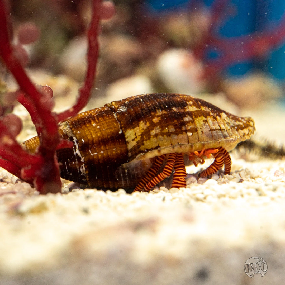 Halloween Hermit Crab 3 Halloween Hermit Crab