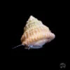 Astrea Snail -Coral Shop I Astrea 01