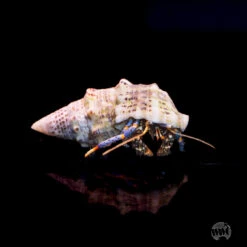 Coral Shop -Coral Shop I BLLEG 02