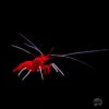 Blood Red Fire Shrimp 1 Blood Red Fire Shrimp -Coral Shop I BLOOD 1218
