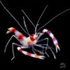Coral Banded Shrimp -Coral Shop I CBAND 02