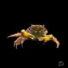 Emerald Crab -Coral Shop I EMRLD 1089