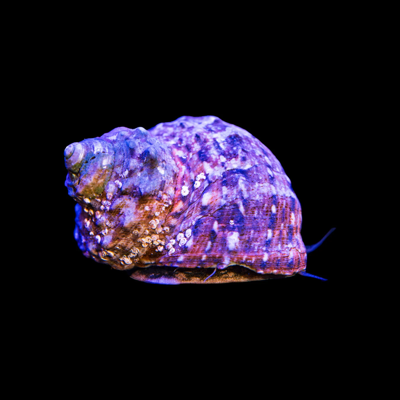 Turbo Snail 2 Turbo Snail