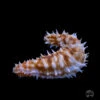 Tiger Tail Sea Cucumber -Coral Shop I TIGCUC 0065 c033e96b 0309 46b3 9fa1 03fd3cfbf901