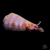Tiger Conch Snail -Coral Shop I TIGER 1138