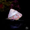 Trochus Snails -Coral Shop I TROCH 01