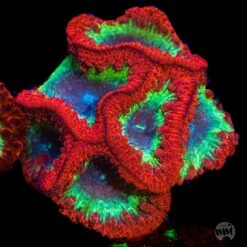 Intergalactic Explosion Blastomussa -Coral Shop Intergalactic Explosion 01210 MC sm a90c4ba3 86a3 46b8 9a15 2e5e7d855c48