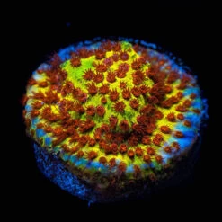 Jason Fox Burning Banana Stylocoeniella Coral