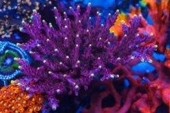Jason Fox Fox Flame Acropora -Coral Shop Jason Fox Fox Flame Acropora 0012 SM
