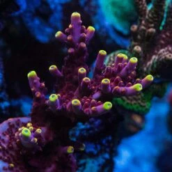 Jason Fox Fox Flame Acropora -Coral Shop Jason Fox Fox Flame Acropora 09984