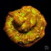 Jason Fox Jack-O-Lantern Leptoseris Coral -Coral Shop Jason Fox Jack o lanturn Lepto