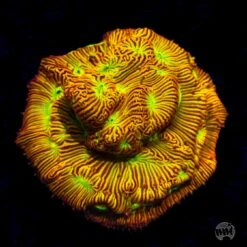 Jason Fox Jack-O-Lantern Leptoseris Coral