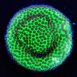 Jason Fox Special Porites Coral