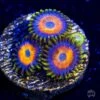 Jungle Juice Zoanthids -Coral Shop Jungle Juice Zoanthid