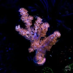 Kenya Tree Leather Coral