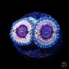 Queen Stratosphere Zoanthids -Coral Shop LSTAX25 05 71 0586
