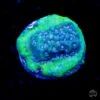 Blue Comet Montipora -Coral Shop LSTAX25 22 45 0978