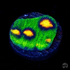 Jason Fox Raja Rampage Chalice Coral