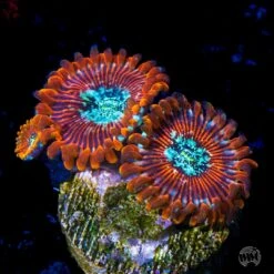 Magicians Zoanthids