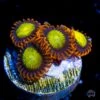 Mandarin Orange Zoanthids -Coral Shop Mandarin Orange Zoanthid