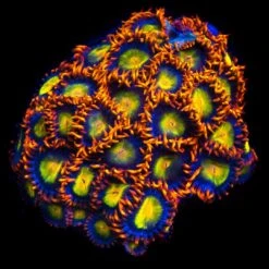 Mandarin Orange Zoanthids -Coral Shop Mandarin Orange Zoanthids WCS05809 SM 46853354 c8d0 48cd bad5 925a7a356551