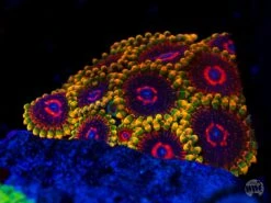 Mind Trick Zoanthids 7 Mind Trick Zoanthids -Coral Shop Mind Trick Zoanthids 0031 MC sm ea355a3c beac 40d9 b3f1 1382cefa6a05