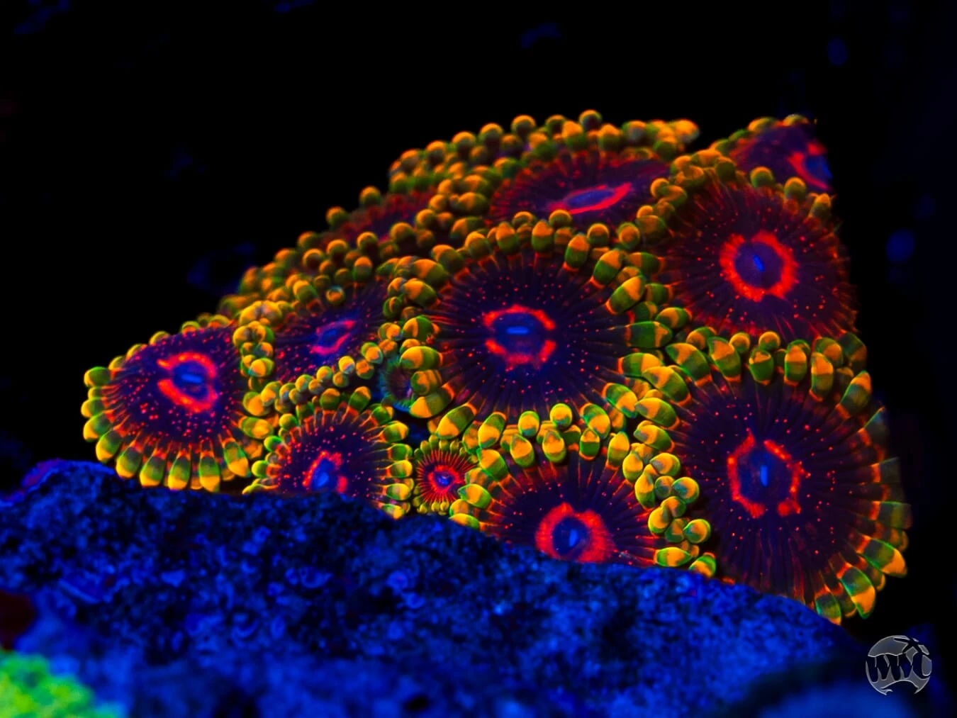 Mind Trick Zoanthids 5 Mind Trick Zoanthids - Image 3