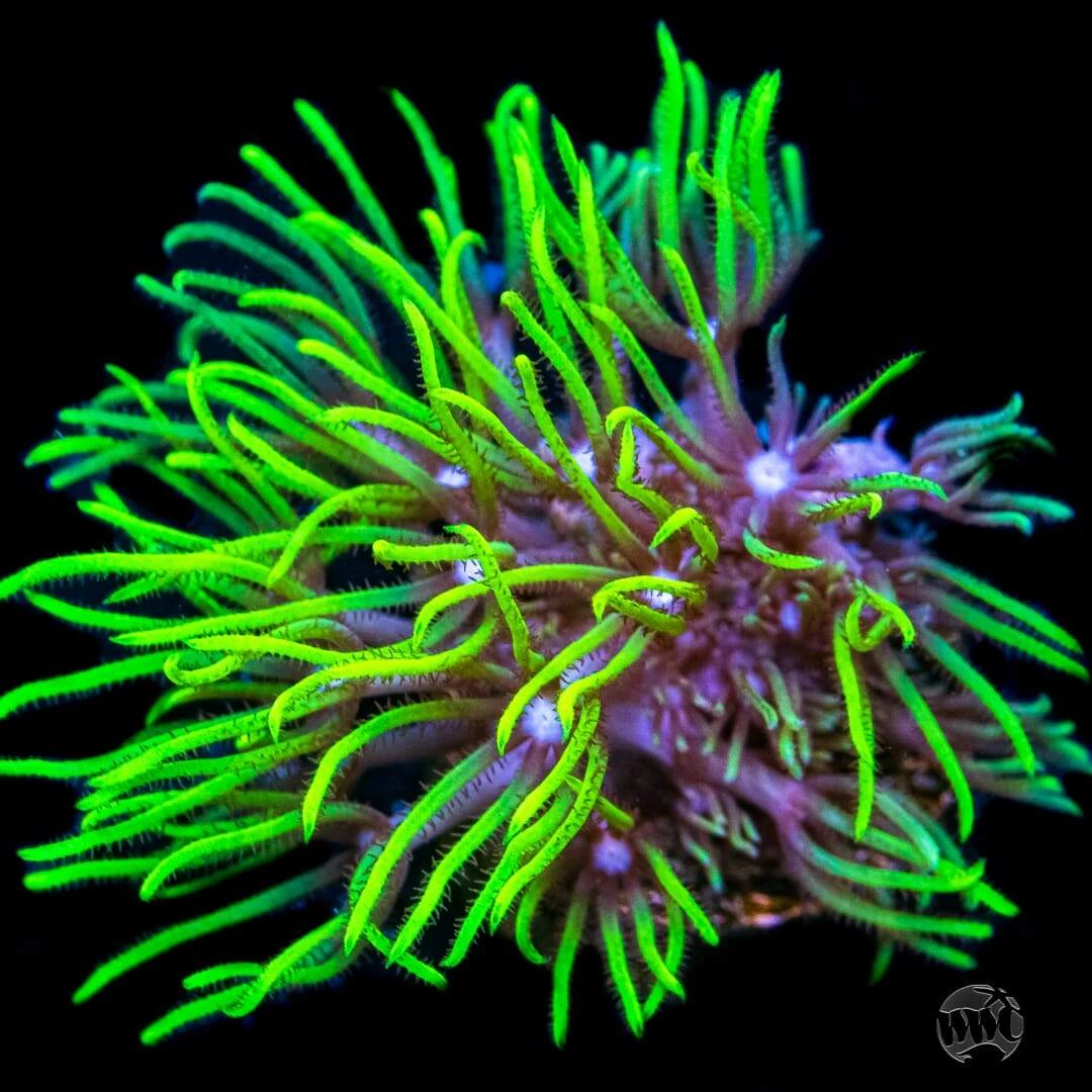 Neon Green Star Polyps Coral 3 Neon Green Star Polyps Coral