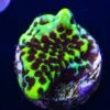 Neon Montipora Spongodes Coral -Coral Shop Neon Montipora Spongodes