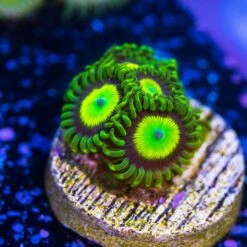 Oingo Boingo Zoanthids