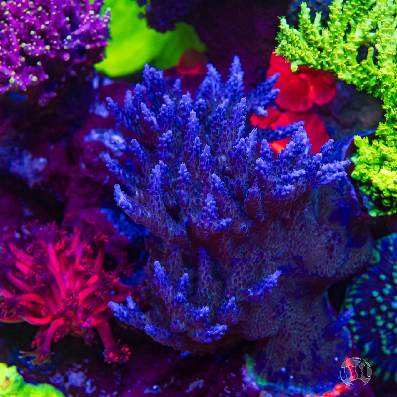 Paletta Blue Acropora 4 Paletta Blue Acropora - Image 2