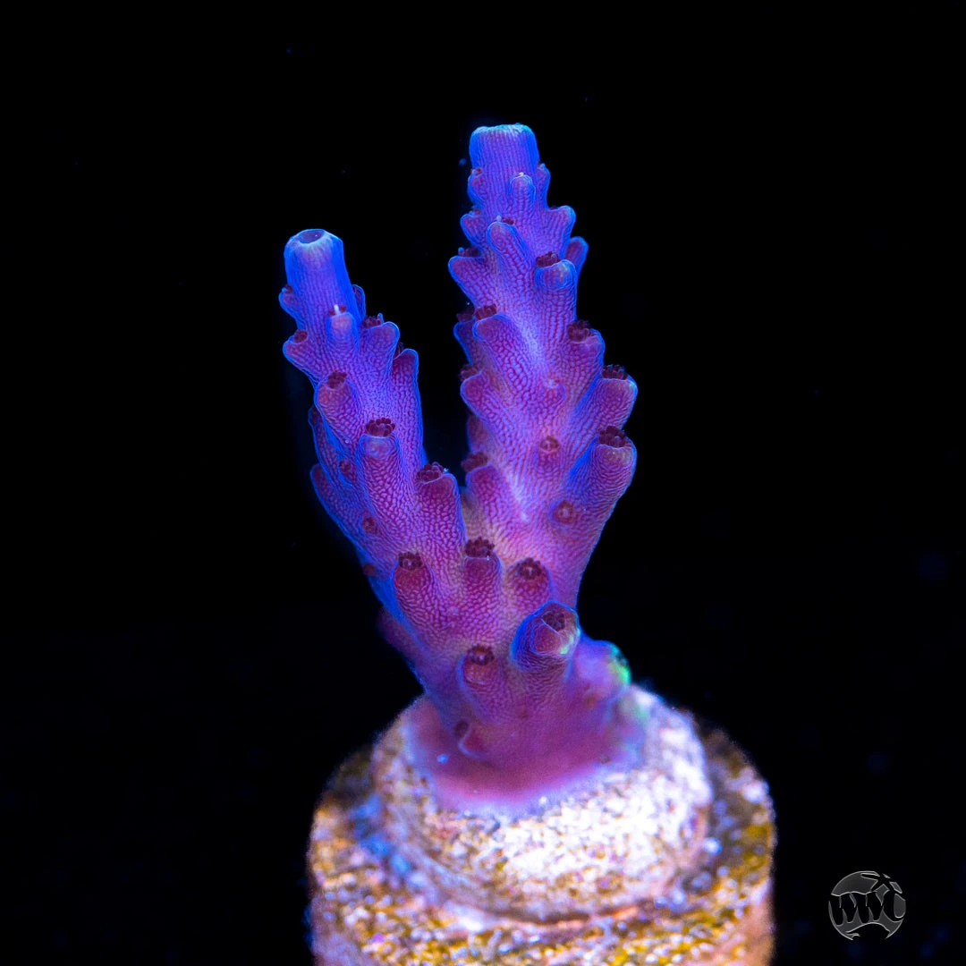 Paletta Blue Acropora 3 Paletta Blue Acropora