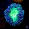 Phantasm Blastomussa Coral -Coral Shop Phantasm Blastomussa 44708769 929a 4b84 989f d4d1cd91ecde