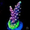 Pink Cadillac Acropora -Coral Shop Pink Cadillac acropora
