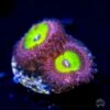 Pink Hippo Zoanthids