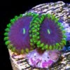 Purple People Eater Zoanthids -Coral Shop Purple Eater Zoanthids