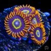 Rainbow Hornet Zoanthids -Coral Shop Rainbow Hornet Zoanthids