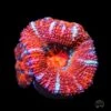 Red Aussie Lord Coral -Coral Shop Red Aussie Lord