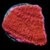 Red Montipora Cap Frag Coral -Coral Shop Red Montipora cap