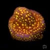 WWC City Lights Psammocora Coral -Coral Shop SI WWC City Lights Psammo 01