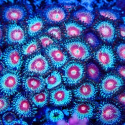 Salted Agave Zoanthids -Coral Shop Salted Agave Zoanthids MC