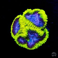 WWC Space Monkey Favia Coral