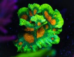 Space Invader Pectinia -Coral Shop Space Invader Pectinia WCS02858 SM 9d6528aa 6f1b 438e 9d78 e9ab31f92144