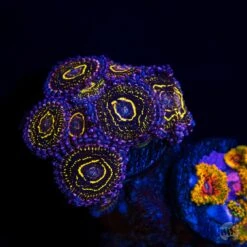 Stratosphere Zoanthids -Coral Shop Stratosphere Zoanthids 0069 MC sm 0112286d c2f4 400e 8d5e 0c3f220b3882