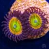 Sunny D Zoanthids -Coral Shop Sunny Ds Zoanthids